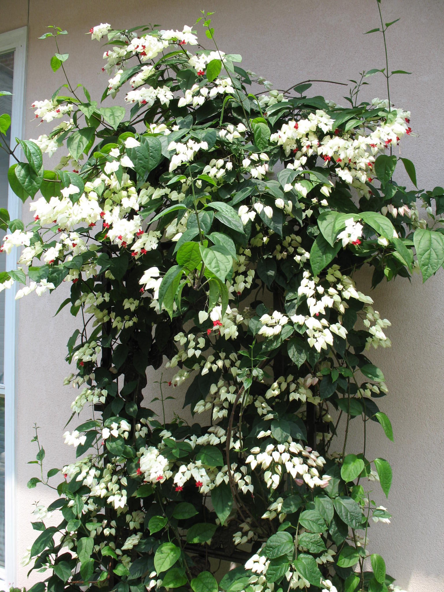 Bleeding Heart Vine (Clerodendrum thomsoniae)